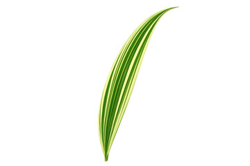 Fototapeta premium Long striped green and lime green variegated leaf for design elements and compositions. Transparent background