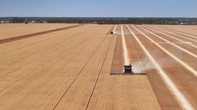 Aerial over two harvesters working on a wheat farm near Yarrawonga Victoria Australia