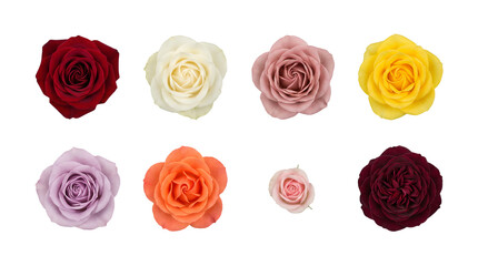 Rose flower head set including red, white, pink, yellow, lavender, orange, and burgundy varieties isolated. Floral collection for wedding and romantic design.