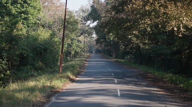 Tiger strolling slowly in forest road, Jim Corbett Park, serene nature