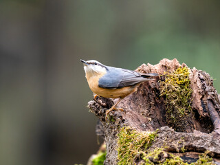 Kleiber (Sitta europaea)
