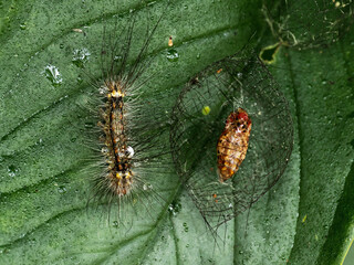 There are many types of caterpillars that are around us, their shapes are unique,