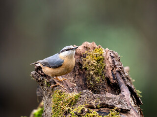 Kleiber (Sitta europaea)
