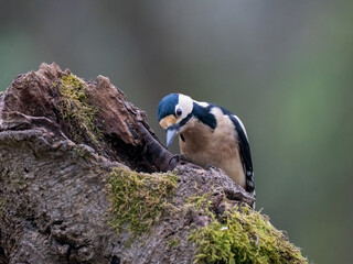 Buntspecht, Dendrocopos major