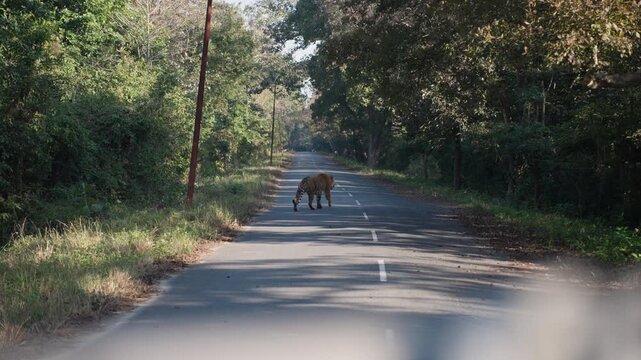 Tiger strolling calmly in nature, captured at Jim Corbett National Park