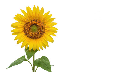 Obraz premium Bright yellow sunflower with green leaves isolated on transparent background