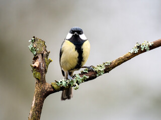 Obraz premium Kohlmeise, Parus major