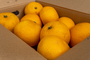 Boxed Japanese fresh hassaku delivered directly from the farm, closeup
