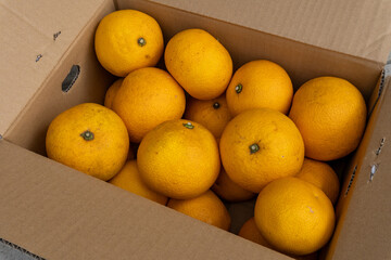 Boxed Japanese fresh hassaku delivered directly from the farm, closeup