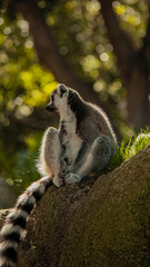 Fototapeta premium Vertical image of a single ring-tailed lemur resting on a rock with tropical palm trees in the background. 