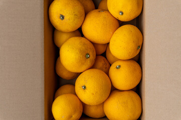 Boxed Japanese fresh hassaku delivered directly from the farm, closeup