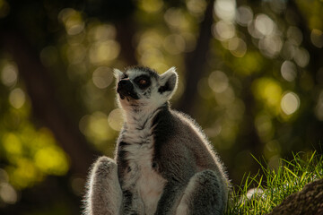 Fototapeta premium Horizontal image of a single ring-tailed lemur resting on a rock with tropical palm trees in the background. 