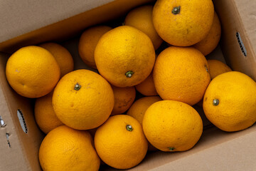 Boxed Japanese fresh hassaku delivered directly from the farm, closeup