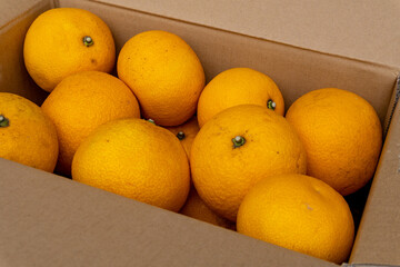 Boxed Japanese fresh hassaku delivered directly from the farm, closeup