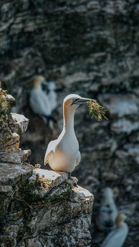 Large white gannet perched on coastal cliffs holding grass in its beak during the nesting season
