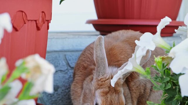 A beige rabbit sits and hides among the flowers. Cute easter bunny looks at the camera. An adorable pet on a walk in a country house. Domestic animal. White petunias in pots. High quality 4k footage.