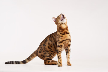 Fototapeta premium A Bengal cat sits upright and looks upward with interest. Its rosette markings are clearly visible on its sides.