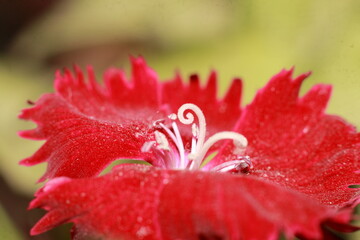 close up of red flower