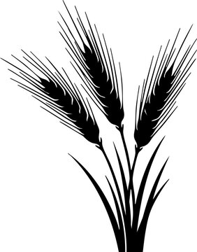 Barley stalks silhouette isolated on white background minimalist grain heads with long thin awns agriculture botanical illustration