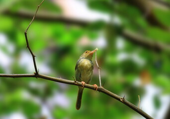 yellow billed hornbill