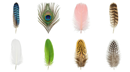 Bird feather set including peacock, jay, parrot, pheasant, and owl varieties isolated. Natural decorative elements and plumage collection.
