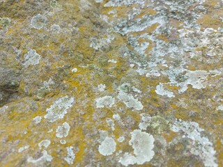 lichen on stone