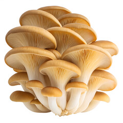 Cluster of Golden Oyster Mushrooms on White Background
