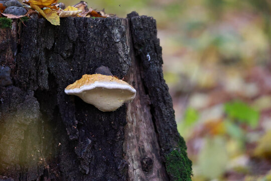 Close Up Of A Light Colored Shelf Mushroom (Polypore) Growing On The Textured Bark Of An Old Deciduous Tree.