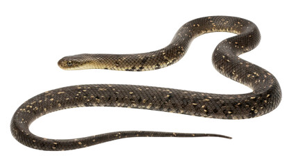 Dark brown and tan spotted snake with textured scales, isolated on white background