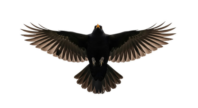 Blackbird in flight PNG isolated on transparent background, bird with open wings in dynamic pose for design and wildlife projects