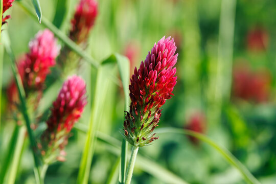 gr&uuml;ne Sommerwiese mit bl&uuml;hendem Inkarnat-Klee (Trifolium incarnatum)