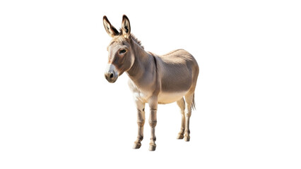 Fototapeta premium Light brown donkey or burro standing, isolated on transparent background, png