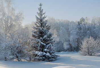 Obraz premium A winter fairytale landscape in the park. Spruce and other trees covered in snow. Severe frost