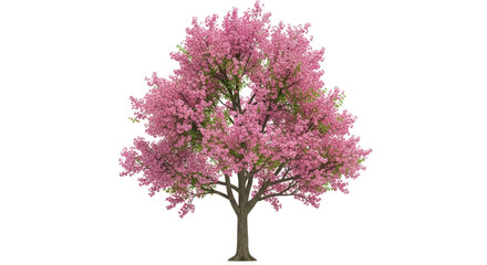 Obraz premium Pink flowering crabapple tree isolated PNG, ornamental tree with pink blossoms on transparent background, spring flowering tree for landscaping