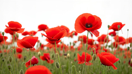 Obraz premium A vibrant and colorful assortment of steamed buns, showcasing a variety of bright hues against a clean white background.