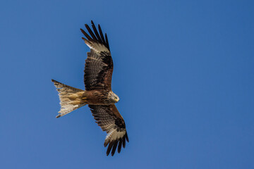 Obraz premium Rotmilan (Milvus milvus)