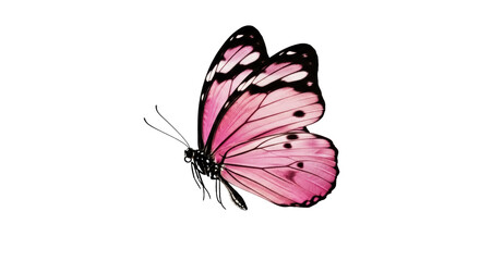 Pink butterfly PNG isolated on transparent background, beautiful insect with detailed wings for design and decoration projects © Aliona
