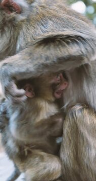 baby japanese macaque screaming in mother's arms