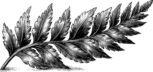 Fototapeta premium Vintage botanical fern frond engraving for nature-inspired design
