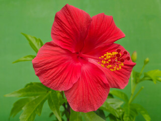 Selective focus: Red Hibiscus flowers blooming in the morning on a green background