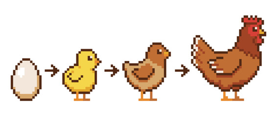 Fototapeta premium Illustration showing the life cycle of a chicken, from egg to adult hen.