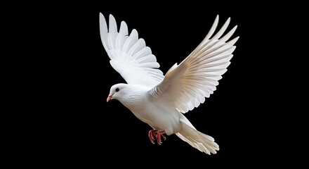 Obraz premium White dove bird in flight with wings spread against black background flying