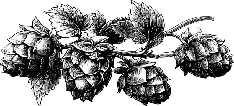 Vintage botanical hop plant sketch - hand drawn agricultural engraving for retro design