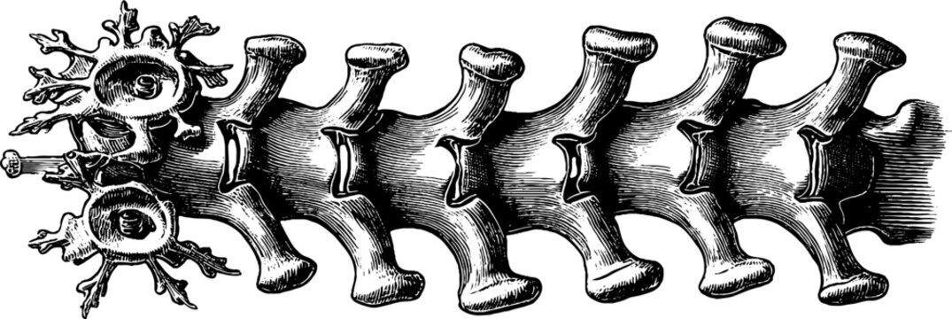 Detailed vintage botanical illustration of lumbar vertebrae from the 19th century for educational and artistic use