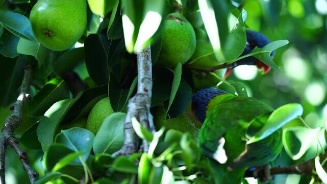 Close-Up of Rainbow Lorikeet Eating Pear Fruit