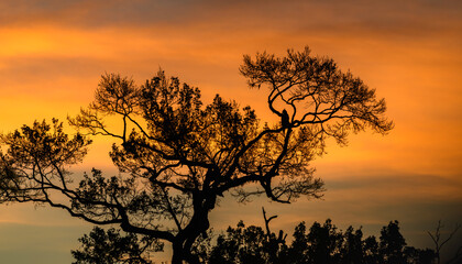 Crested Hawk-Eagle silhouette perched on a tree at sunrise over Yala National Park