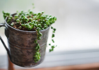 グリーンネックレス