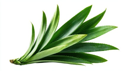 Obraz premium Botanical pineapple leaf collection isolated on a white background