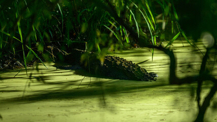 A mugger crocodile partially submerged in a moss-covered wetland pool surrounded by dense vegetation in Yala National Park, Sri Lanka © nilanka