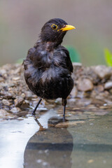 Obraz premium Amsel (Turdus merula) Männchen